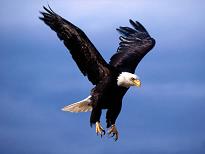 Bald Eagle with no fear